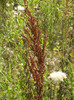 Rumex crispus (2012, July 12)