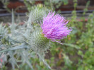 Cirsium spp. (2012, July 14)