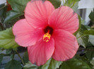 15 iulie 2012-flori 018
