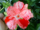 15 iulie 2012-flori 019