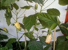 15 iulie 2012-flori 012