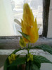 15 iulie 2012-flori 023