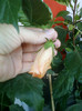 15 iulie 2012-flori 029