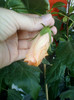 15 iulie 2012-flori 031