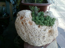 15 iulie 2012-flori 039