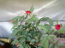 15 iulie 2012-flori 042