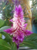 celosia caracas