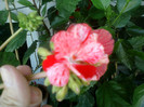 15 iulie 2012-flori 011