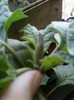 datura mov