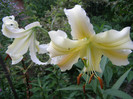 P5247484