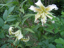 P5247485