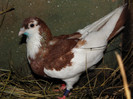 9r.f(2011)