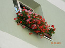 Jardinierele mele cu muscate