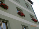 Jardinierele mele cu muscate
