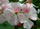 DSCN0758