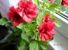 DSCN0767