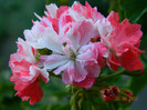 DSCN0615