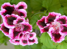 Pelargonium Rembrandt
