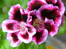 DSCN0915