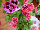 Pelargonium Rembrandt si Hazel Chery