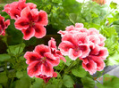 DSCN0906