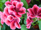 DSCN0959