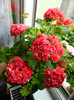Muscata Pink Rambler