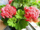 DSCN0931