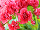 Detaliu Muscata Pink Rambler