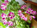 DSCN0909