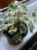 Pelargonium Mrs May Last