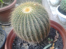 cactus mare 40 ron,15 cm diametru