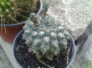 cactus cu floare rosie 15 ron
