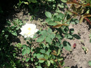 Fotografii-0026