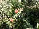 Fotografii-0028