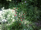 Fotografii-0029