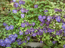 clematita