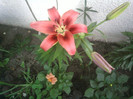 Fotografii-0046