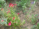 flori 2012 895