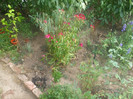 flori 2012 896