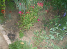 flori 2012 912