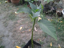 brugmansia roz(40cm.30ron)