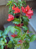 ...de noi floricele