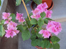 pagoda pink, frumoasa