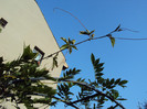 caerulea, mereu catre soare