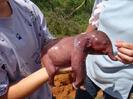uitati cum arata un pui de elefant nou-nascut