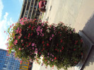 DSC00929