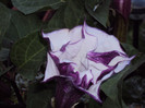 DSC00966