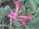 weigella rosie