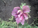 bulbul ciudat